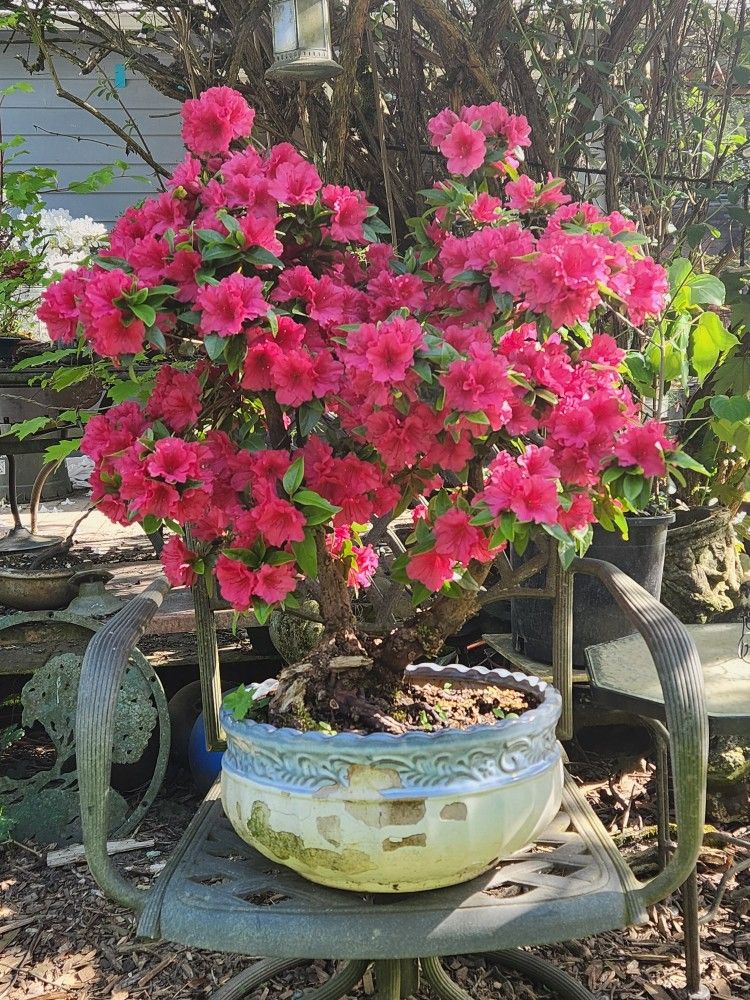 bonsia trees and garden plants
