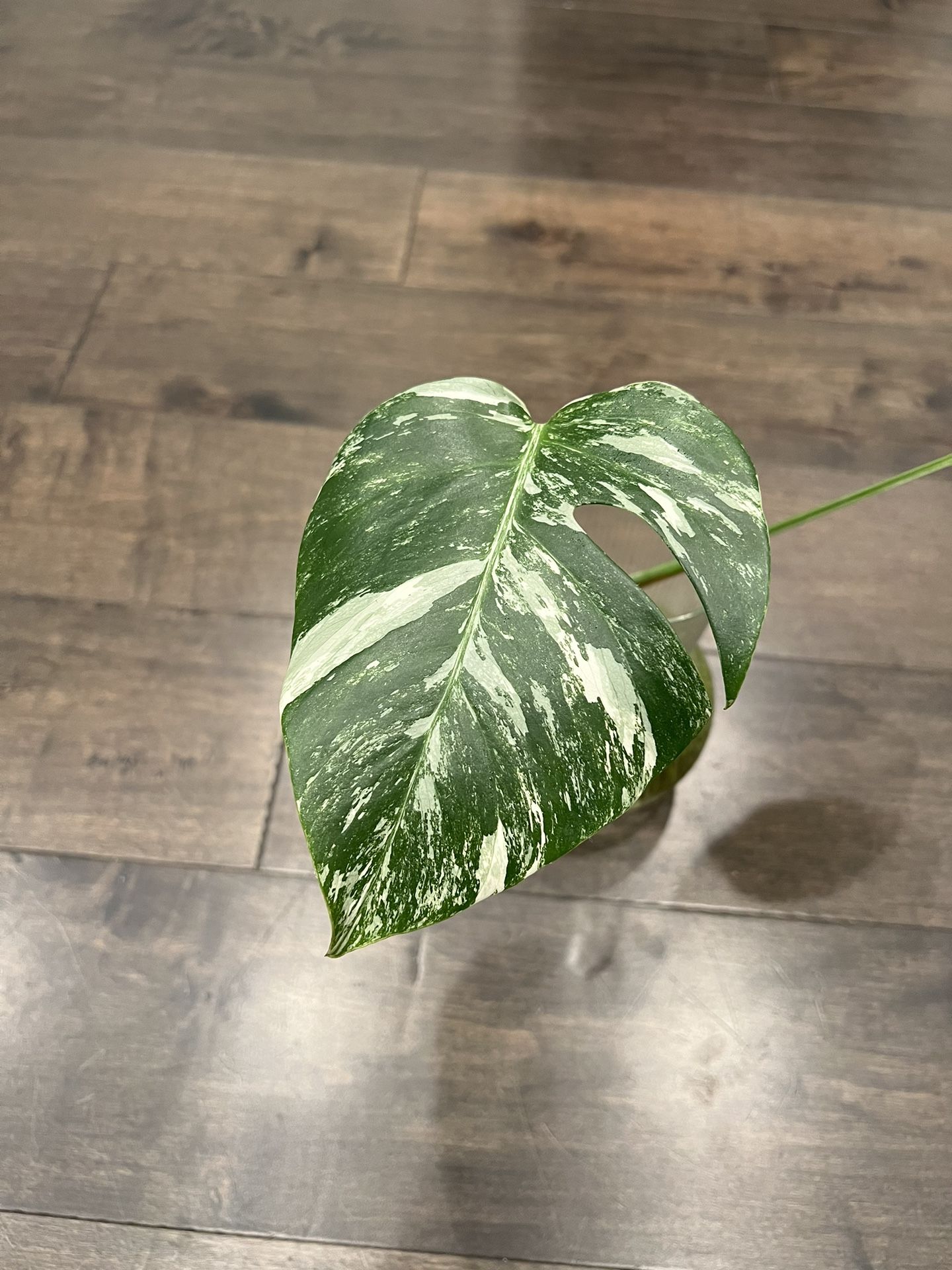 Monstera Albo - One Leaf Cutting Fully Rooted