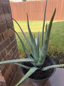 Aloe plant (large) $15