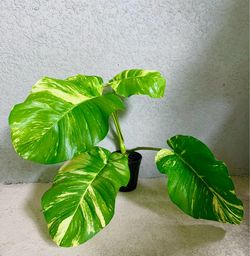 Giant  Hawaiian   Pothos  plant