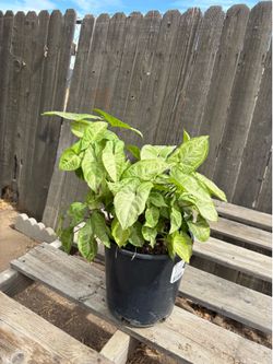3 gal. Arrowhead plant, $15