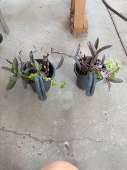 Ice  plant & wondering purple Jew heart
