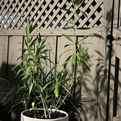 Two White Oleanders Up For Grabs! 