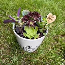 Mother’s Day Succulent planters