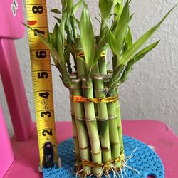 2 Tiers Lucky Bamboo 