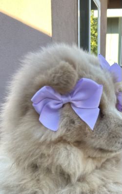 PUPPY fur Bows