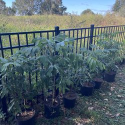 Longgan Fruit Plants 