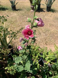Pink and White Flower Floral Plants bag of seeds