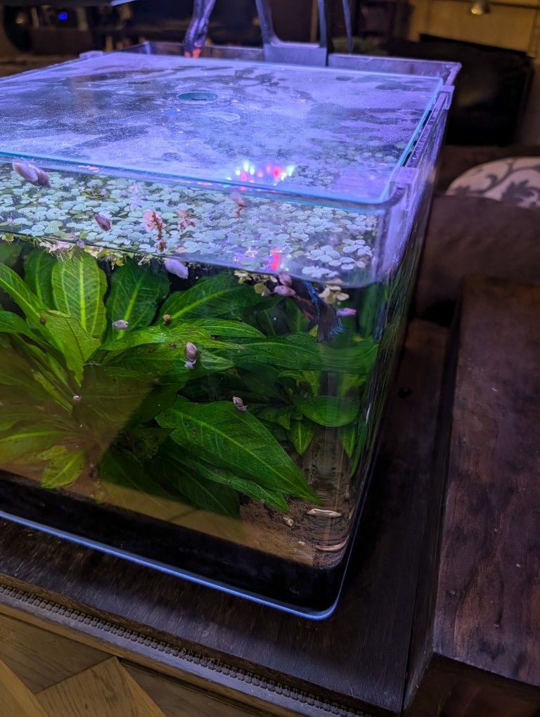 8 Gal Fresh water Aquarium + Live Fish