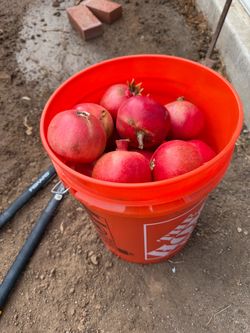 Bucket of Pomegranates