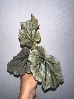 Begonia Looking Glass rooted cutting