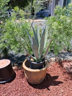 Blue Agave