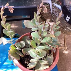 Mother Of Millions Plant 