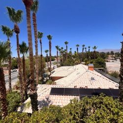 Tree trimning, Palm Trimming 