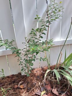 Free Crepe Myrtle sapling, you dig