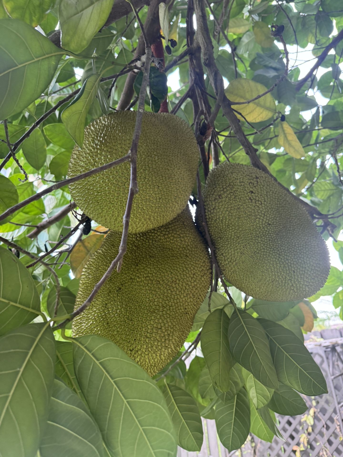 Jackfruit!