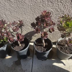 Succulent Plant 🪴 