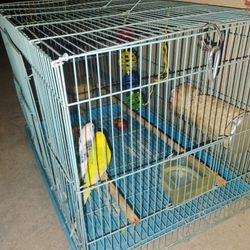 Bird Cage 