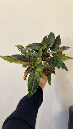 Begonia Ginny Galaxy