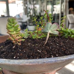 Beautiful Hand Made Clay Pots With Very Healthy Succulents.
