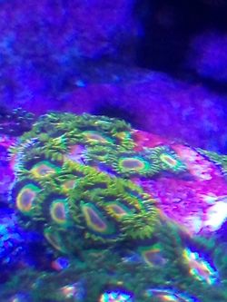 Rastas Zoanthids (Reef Aquarium)