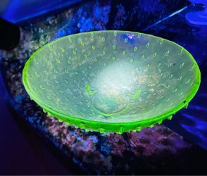 Beautiful recycled green hobnail glass bowl with studded design. Glows under blacklight!