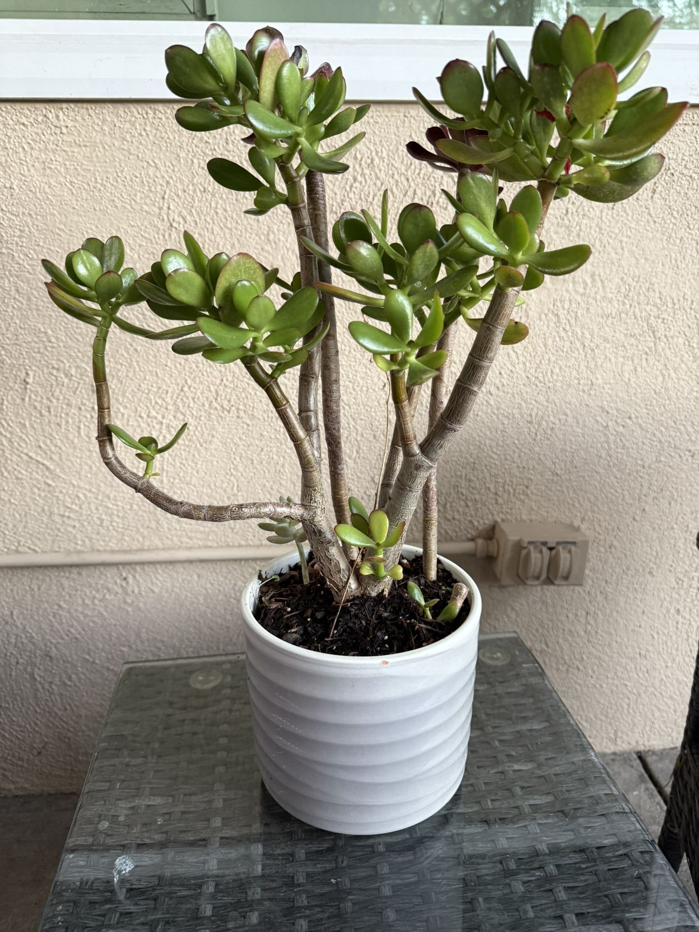 Succulent Tree