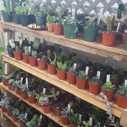 🌺 Plant Variety for SALE 🌵
