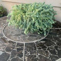 Huge Donkey Tail Plant /large Saucer Planter 