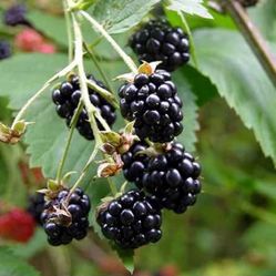 Little Blackberries 