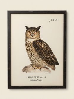Large Framed Owl Print – Horned Owl Natural History Wall Decor 19x24