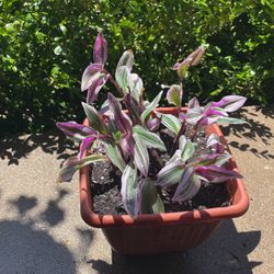 Wandering Jew Plant Indoor Or Outdoor $8