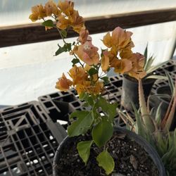 Orange Bougainvillea 