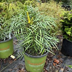 Mahonia ‘Soft Caress’ 2gal
