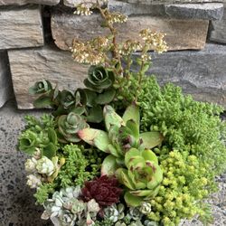 Live outdoor succulent arrangement in white ceramic pot