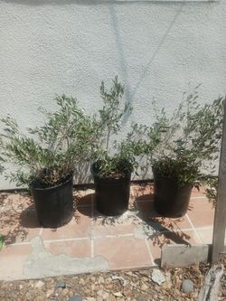 Dwarf Olive Trees 