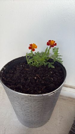 Zinnias