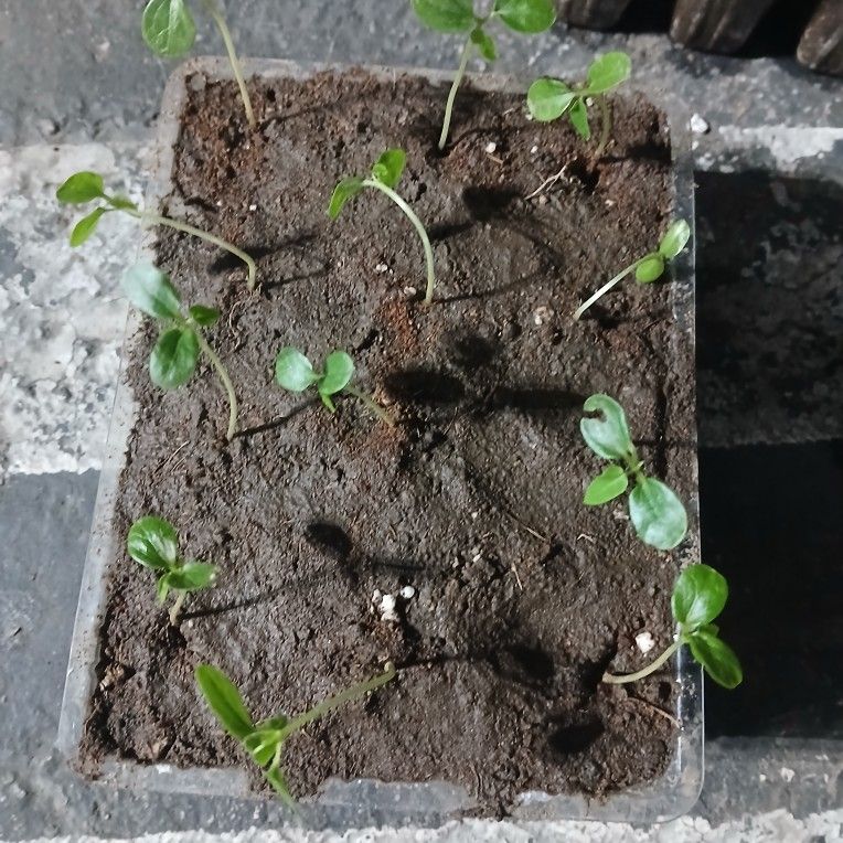 Dwarf Papaya Trees Take The Entire Tray For $40ππΏπΏπΏ