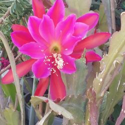 Orquidia Cactus