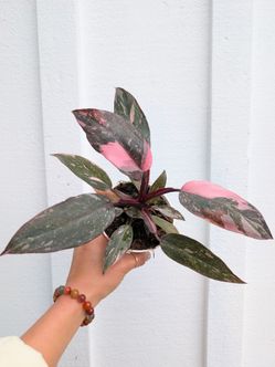 Philodendron Pink Princess Plant 4" Pot - Indoor House Plants