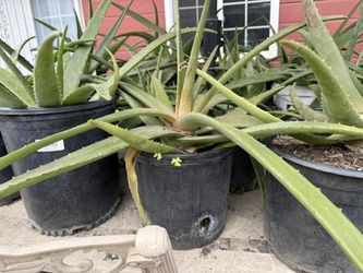 Plants - sabila $1-7 (Aloe Vera)