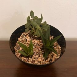 3 Healthy Succulents in Decorative Bowl