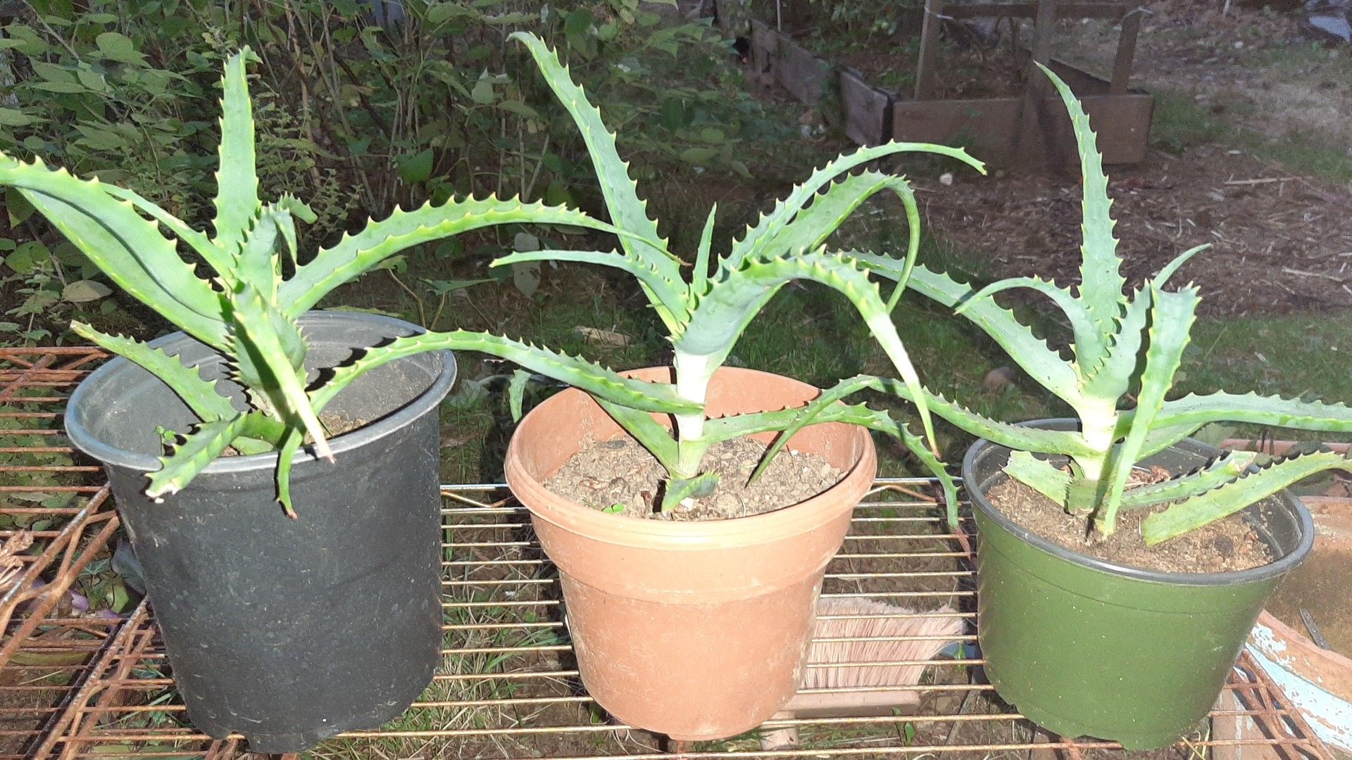 Aloe 1 yrs succulent house pant
