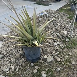 Aloe plant