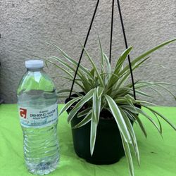 Hanging Spider Plant