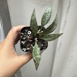 Hoya Parviflora - 2” Pot