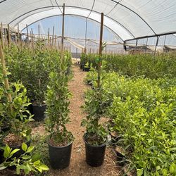 5 Gallon Ficus Laurels 