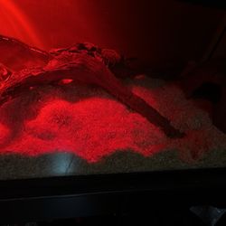 Ball Python And Snake Tank Everything Included