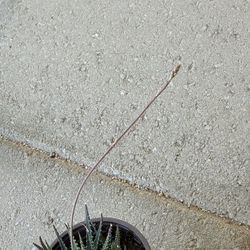 Zebra haworthia plant 4”