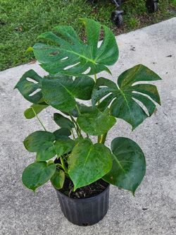 Monsterea houseplants live